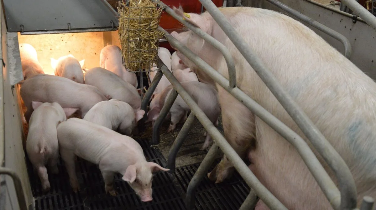 Forekomsten af visse bakterier kan påvirke produktionsresultaterne i farestalden. Foto: Camilla Bønløkke