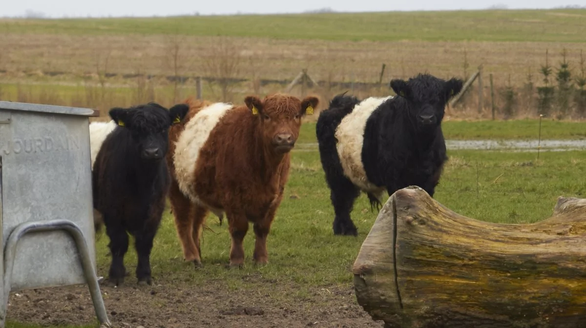 Selv har formanden omkring 25 galloway-dyr gående.