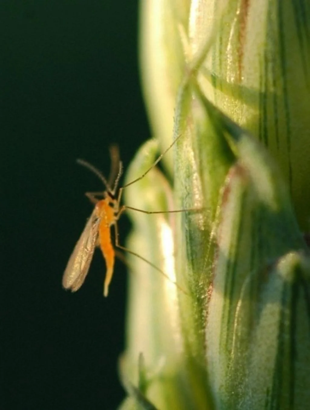 Larven fra den orange-gule hvedegalmyg suger på hvedekernen og giver skrumpne kerner. Foto: Finn Olsen, Spiras