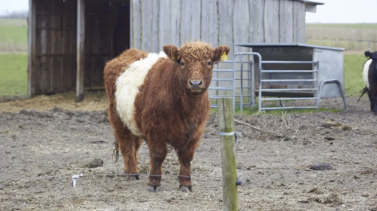 Den nye bestyrelse vil, at foreningen skal være for alle. Uanset om man har få eller flere hundrede dyr, om man er vild med dyrskuer eller er naturplejer, og uanset hvor i landet man er bosat. Fotos: Tenna Bang