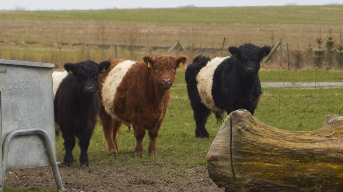 Selv har formanden omkring 25 galloway-dyr gående.