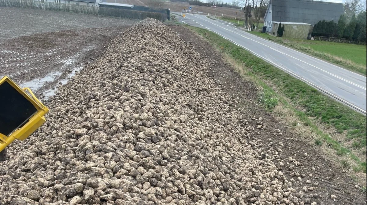 En stor del af roerne er blevet fragtet til biogasanlægget i Glamsbjerg.