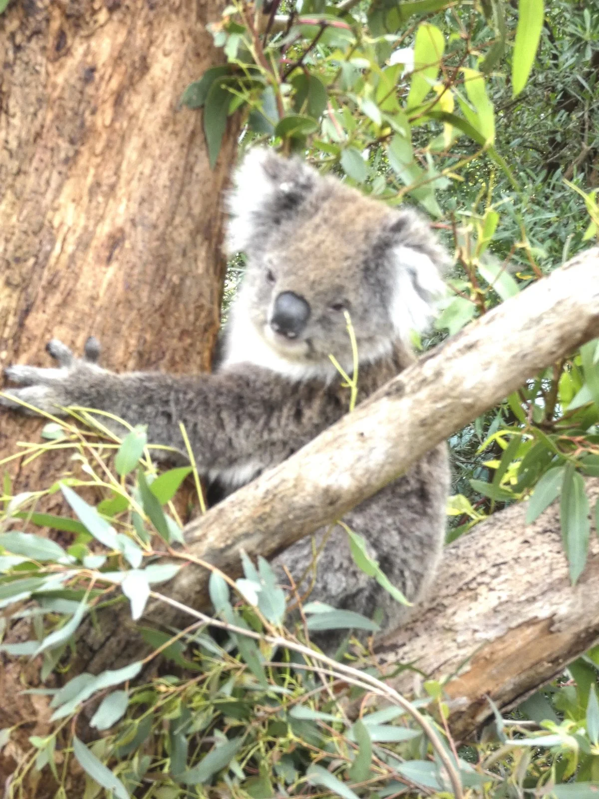 En koala-bjørn har ikke så meget mod at blive fotograferet.
