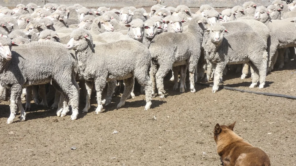 Der er millioner af får i Australien, og med velopdragne hunde er de nemme at flytte rundt med.