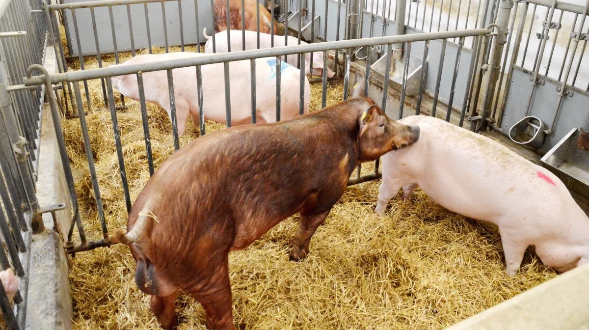 Manglende brunst kan skyldes en mangelfuld optimering af bedriftens orner. Foto: Camilla Bønløkke


