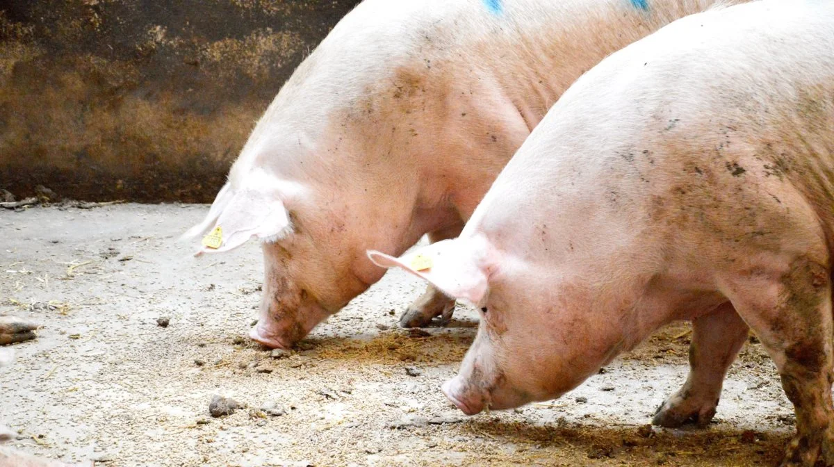 95 procent af besætningerne i Danmark er blevet deklarerede for PRRS. Foto: Camilla Bønløkke