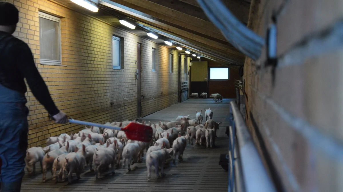 Seges har foretaget en spørgeskemaundersøgelse omhandlede spørgsmål om besøgende, personale, udstyr samt til- og fraflytning af grise på CHR-nummeret. Foto: Camilla Bønløkke