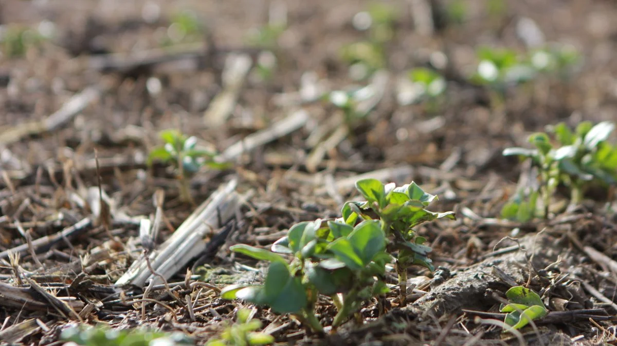 I FRDK er man ikke i tvivl om, at det næste krav, der bliver stillet til landbruget, er, at der skal leveres på biodiversitetsdagsordenen. Og det kan conservation agriculture, lyder det. Foto: Kasper Stougård 