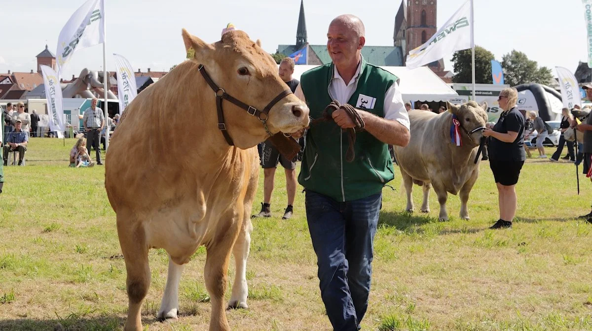 Der er masser af dyr i dyrskueringen igen i år, når Ribe Dyrskue kan opleves den 26. juli på Hovedengen i Ribe.