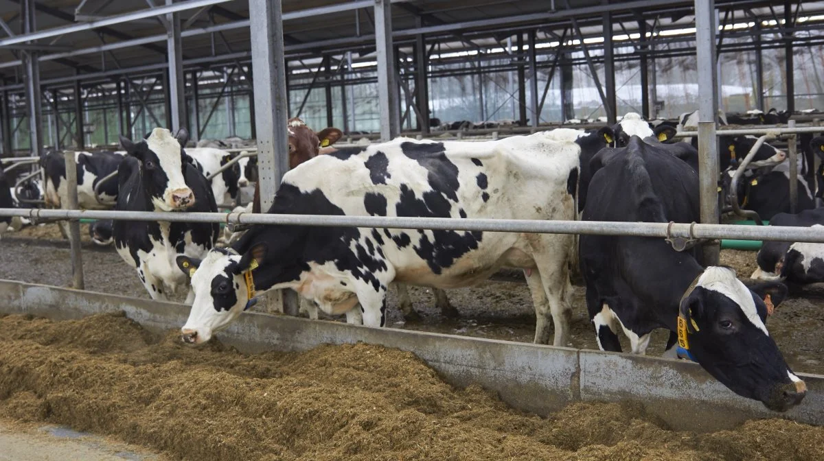 - I dag er det at bruge AHVs produkter frem for at ringe til dyrlægen blevet en ting, vi bare gør. Det er blevet naturligt, forklarer Ralf Schröder. Antibiotika er ikke fuldstændig udfaset i besætningen, men bruges markant mindre nu end for fire år siden.