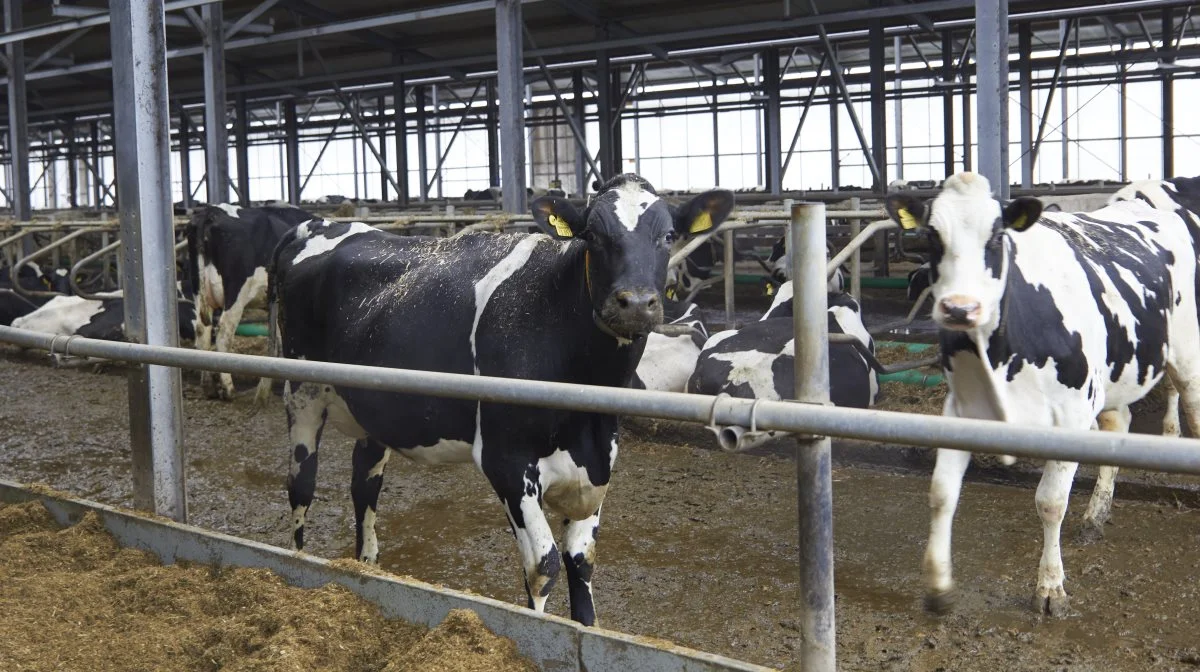 Alle nykælvere undersøges en uge efter kælvning med en ultralydsscanner.
- Førhen havde vi 10 med udfordringer hver uge, nu har vi måske én, fortæller Ralf Schröder, som tilskriver forskellen produkterne fra AHV.