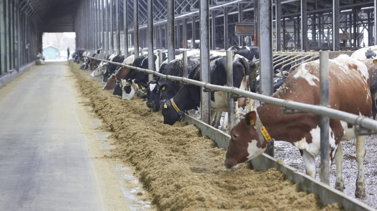 500 køer, 480 kvier og kalve i hobetal – alle har navne. Sådan er det ved Milchhof Schröder i Worpswede, nord for Bremen.  Fotos: Tenna Bang