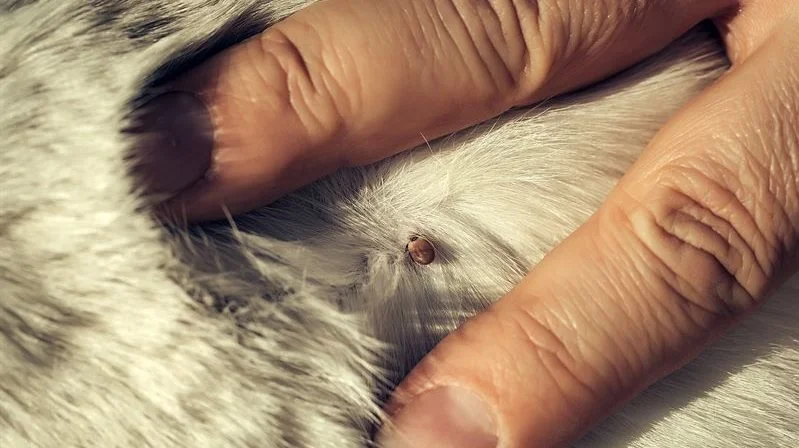 Jo varmere vejret er, jo bedre levevilkår har flåterne. Derfor er det vigtigt, at kæledyrsejere er ekstra opmærksomme på deres dyr i den kommende tid, opfordrer Agrias dyrlæge Mogens Brix. Foto: Agria