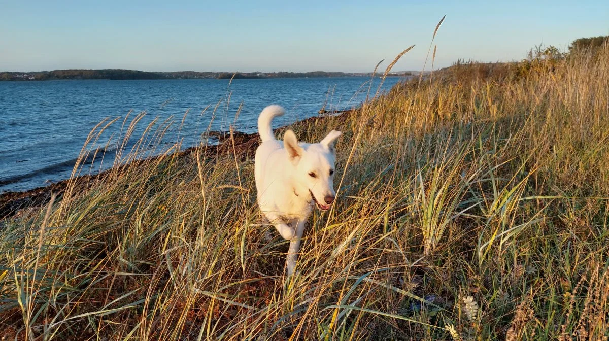 Jo varmere vejret er, jo bedre levevilkår har flåterne. Arkivfoto: Camilla Bønløkke