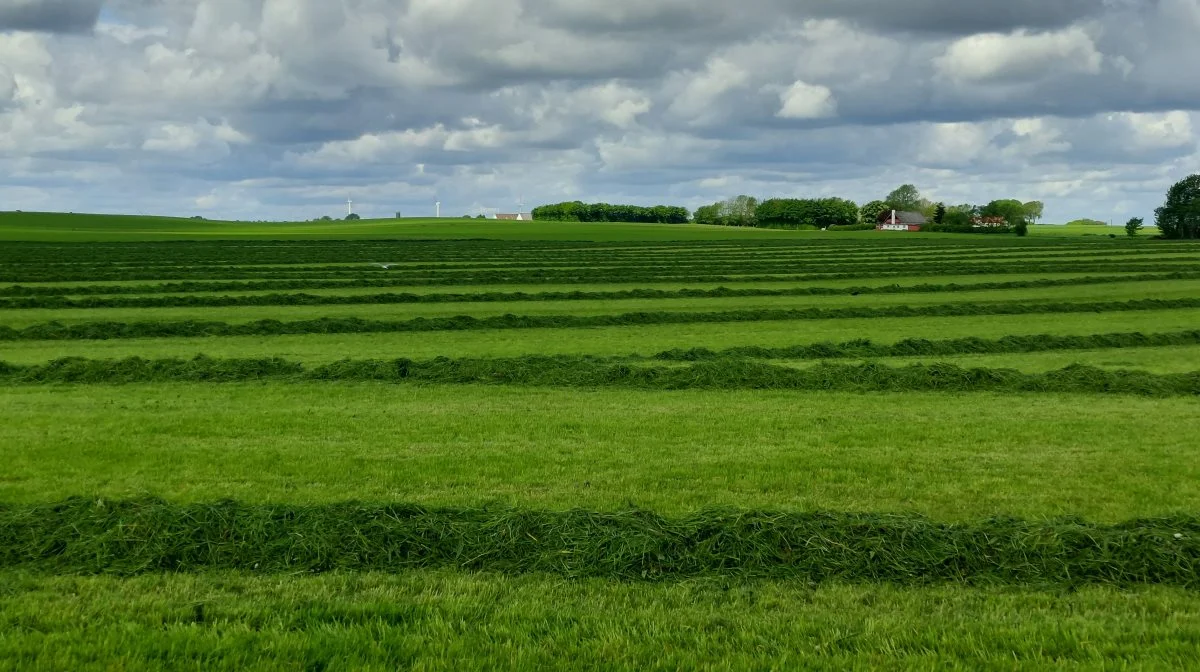 Fodring med græs er ifølge ØkologiRådgivning Danmark en konstant balancegang mellem græssets indhold af protein og energi på den ene side og udbyttet i marken på den anden. Arkivfoto: Line Brusgaard