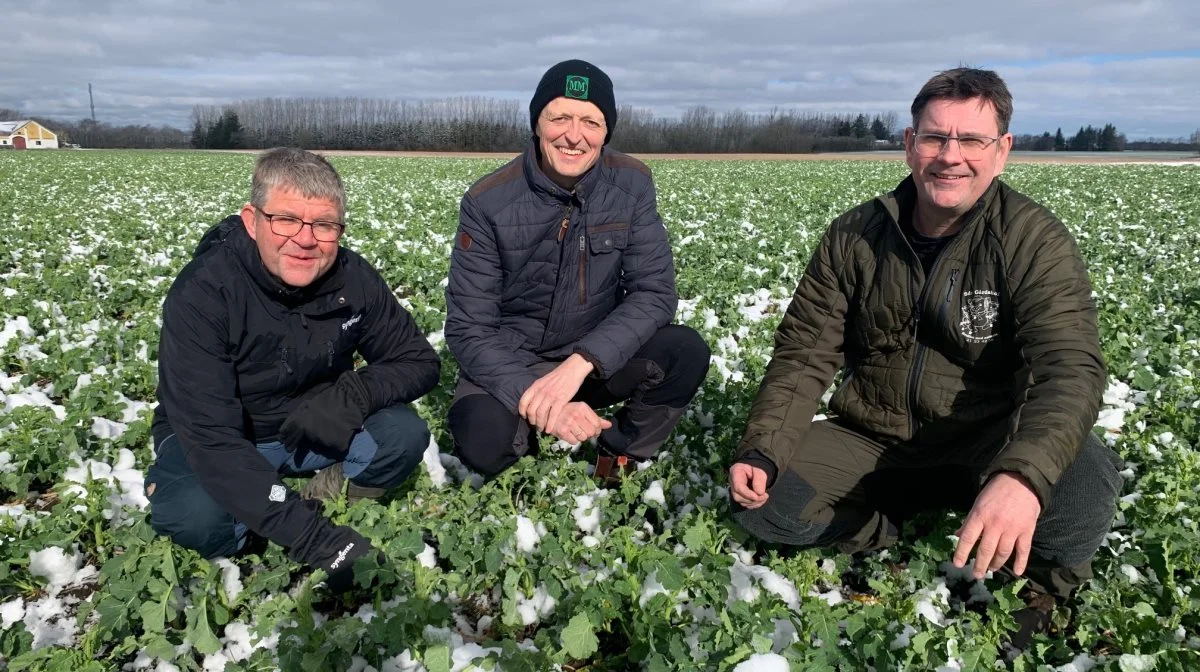 Tilsyn i vinterrapsen, hvor der i år også foretages afprøvninger med biostimulanter,  en kold forårsmorgen ultimo marts. Fra venstre Mogens Stenholt Mogensen fra Syngenta, Tommy Pedersen fra Mollerup Mølle og landmand Jens Jørgen Lex. Fotos: Syngenta