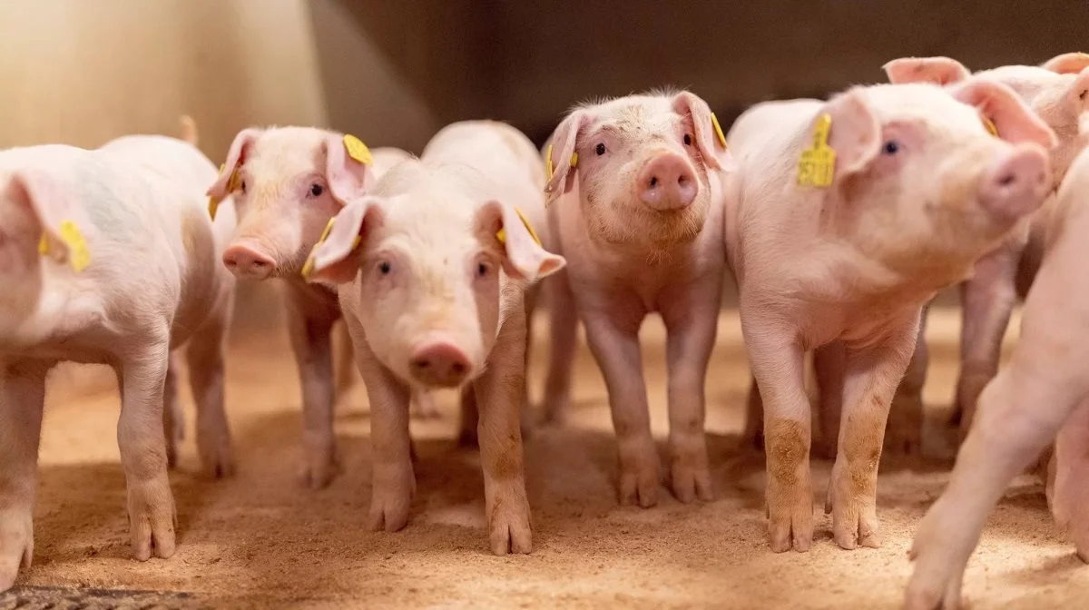 Danish Pig Genetics har samlet data for over 120.000 smågrise, hvilket skaber et solidt fundament for fremtidige avlsstrategier. Foto: Danish Pig Genetics