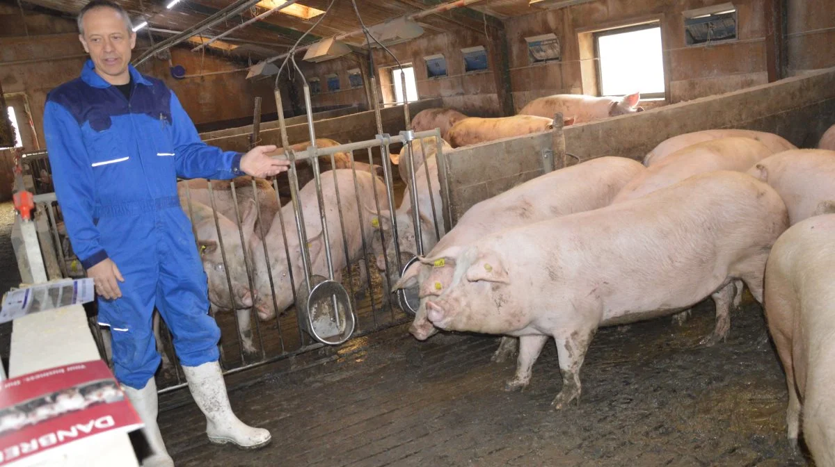 Ifølge Søren Thuesen er det mest optimalt at vurdere poltene, når de vejer omkring 80-90 kg, så man i det mindste kan tage de omkring 1.000 kroner med, imens polten kan gå på slagtebilen. Fotos: Camilla Bønløkke