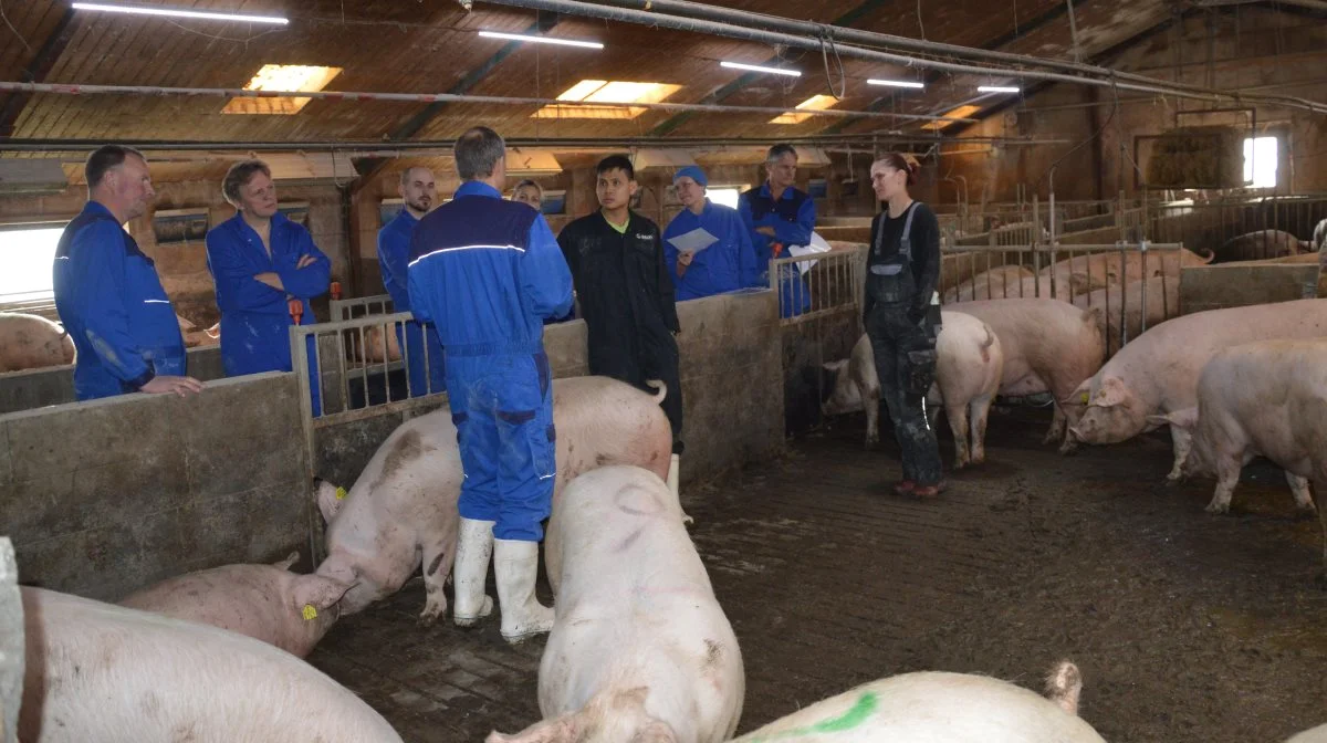 På staldgangen på Bredebjerggård samledes dagens kursister om en sti med en flok gylte, hvor Søren Thuesen forklarede, hvad det er, han typisk selekterer efter.