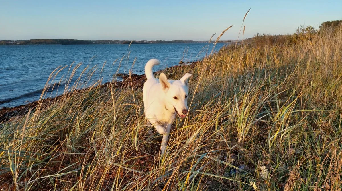 Jo varmere vejret er, jo bedre levevilkår har flåterne. Foto: Camilla Bønløkke