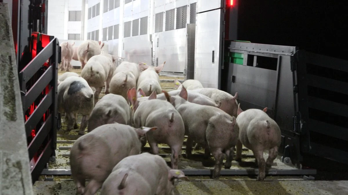 Vedtægtsudvalget er nu klar med sit første forslag, som skal gøre det muligt for producenter af smågrise at blive andelsejere, og få restbetaling for de smågrise som sælges og senere slagtes af Danish Crown. Arkivfoto