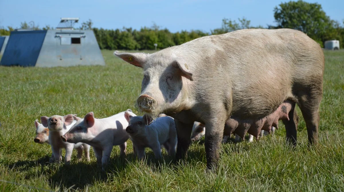 Forskere fra Institut for Husdyr og Veterinærvidenskab ved Aarhus Universitet har i et nyt notat undersøgt sodødeligheden i både økologiske og konventionelle produktionssystemer.