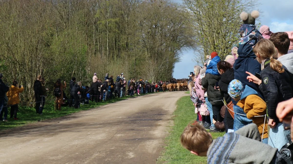 5.000 børn og voksne ventede spændte på, at de 120 økologiske køer ved Søbysøgaard skulle lukkes på græs. Fotos: Katja Vasanti Holton