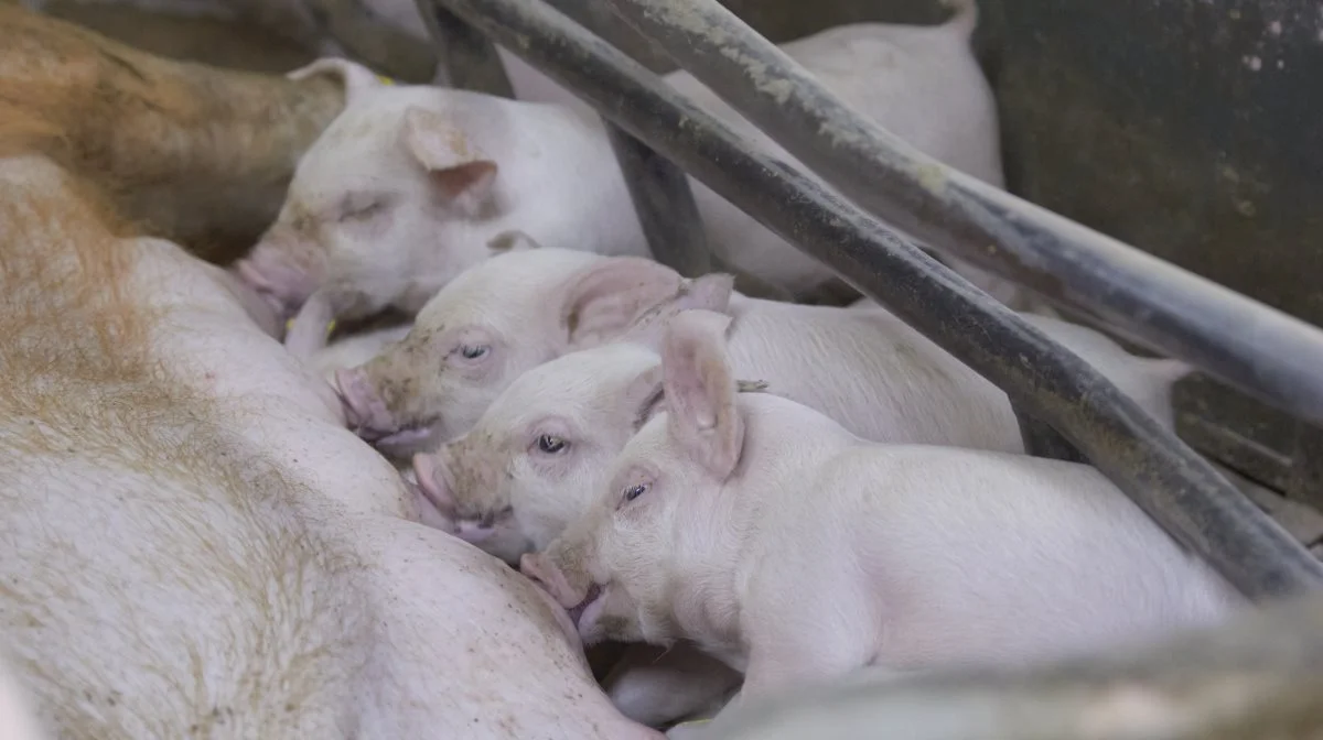Vedtægtsudvalget er nu klar med sit første forslag, som skal gøre det muligt for producenter af smågrise at blive andelsejere, og få restbetaling for de smågrise som sælges og senere slagtes af Danish Crown. Arkivfoto: Tenna Bang