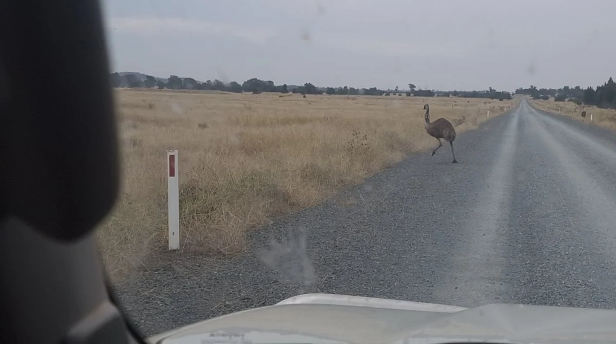 Kænguruer og - som her - en emu spænder ofte over vejen, så man mindes om at det er i Australien.