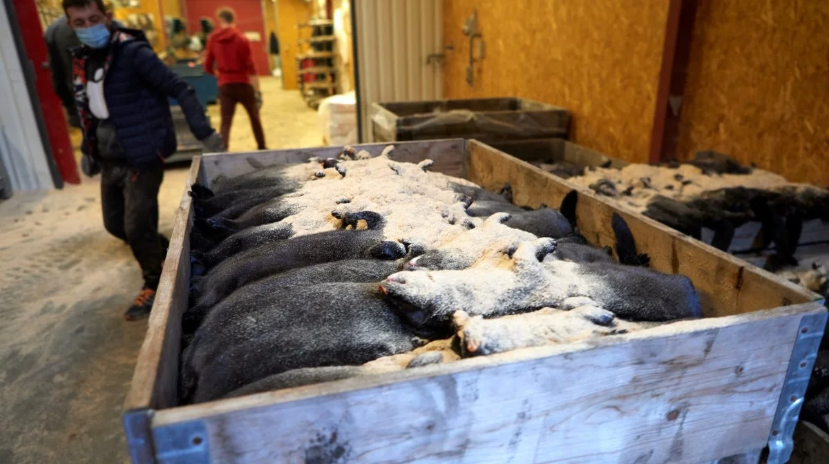 Foreningen Danske Mink savner objektivitet hos netmediet Zetland i deres dækning af erstatninger efter lukningen af minkerhvervet. Arkivfoto: Erik Hansen