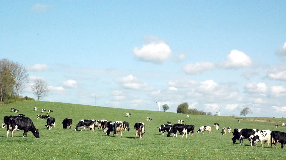 Ifølge planteavlskonsulent Martin Ringsing fra Agri Nord er det typisk de store bedrifter, der har benyttet ordningen med kvægundtagelsen, og han anslår, at 60-70 procent af hans kunder vil blive berørt af, at ordningen ophører. Arkivfoto: John Ankersen