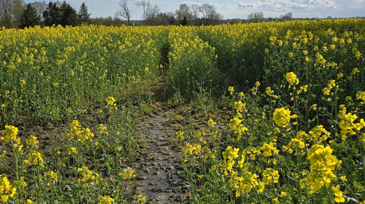 Mange marker på Hindshol, hvor Hverringe gods ligger, stod mandag stadig med blank vand i spor og lavninger - selv i blomstrende rapsmarker.