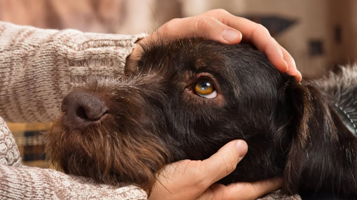 60 procent af de danske hunde- og katteejere bekymrer sig mere om deres dyr end om deres familiemedlemmer på to ben. PR-foto