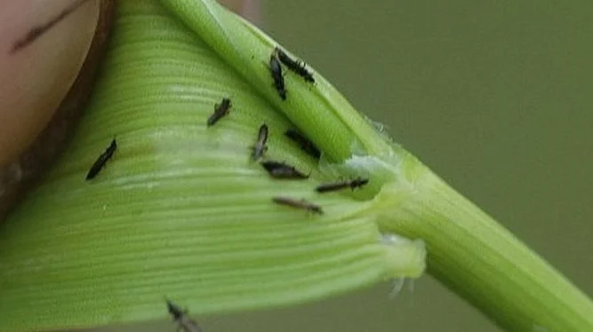 - Lige før begyndende skridning af rug, triticale og vinterbyg skal marken kontrolleres for angreb af trips. Trips optræder i varmt vejr, og oftest optræder der flest i rug og triticale. Tripsene skader ved at suge indvendigt på bladskederne, oplyser Ghita Cordsen Nielsen, Seges. Foto: Finn Olsen, Spiras.