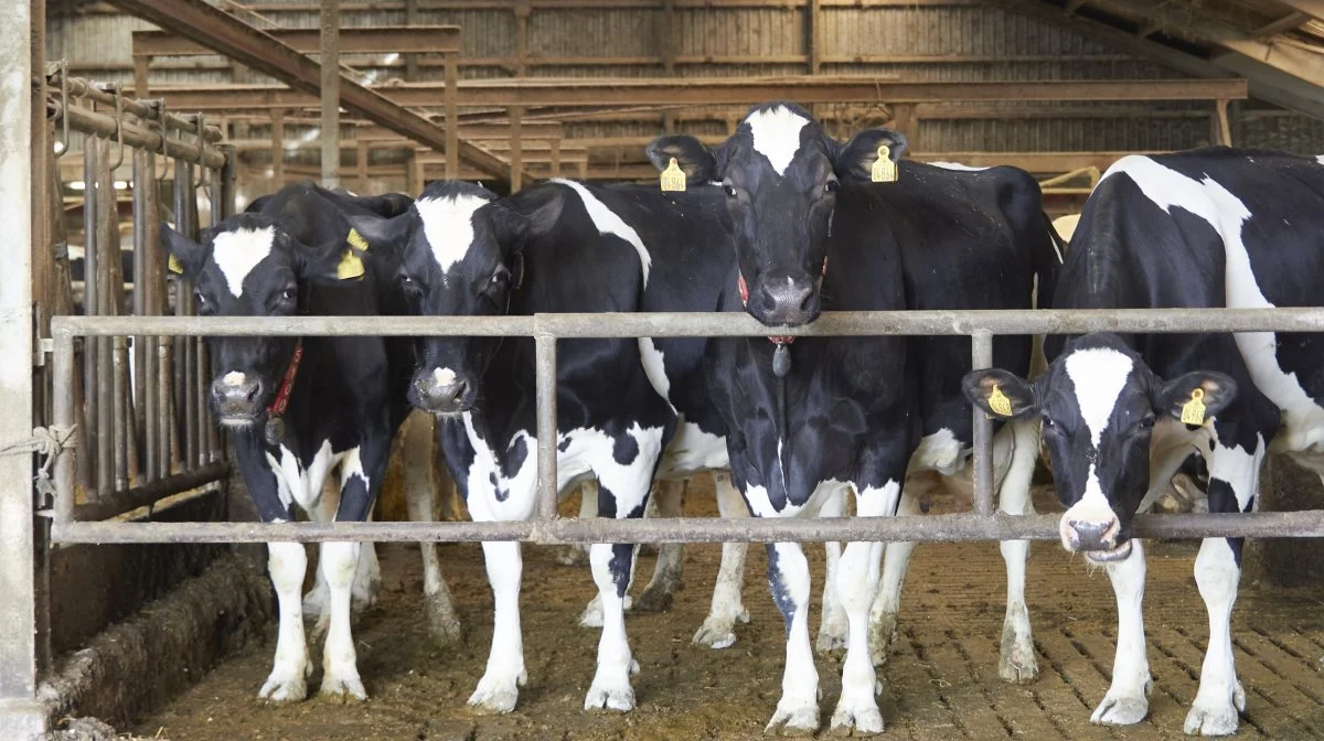 Forskningsdata viser, at der er en høj forekomst af penicillinresistens i danske malkekvægsbesætninger. Og endda hos nogle af de mest almindelige typer bakterier blandt yverbetændelser. Arkivfoto: Tenna Bang