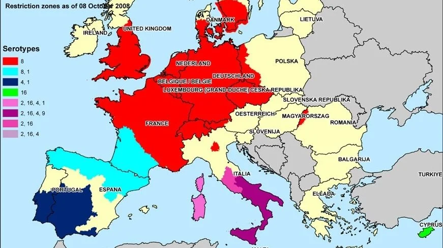 Sådan så det ud sidst, Bluetongue hærgede i Europa. I 2008 havde Danmark 15 udbrud. Arkiv-illustration