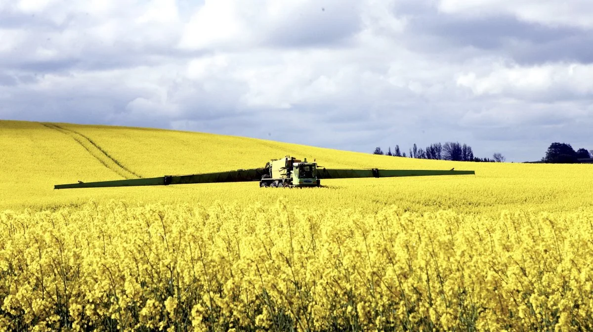 Svampesprøjtning i raps skal ske i stadie 65, hvor 50 til 60 procent af blomsterne i hovedskuddet er åbne. Det er tidligere, end mange tror. Arkivfoto