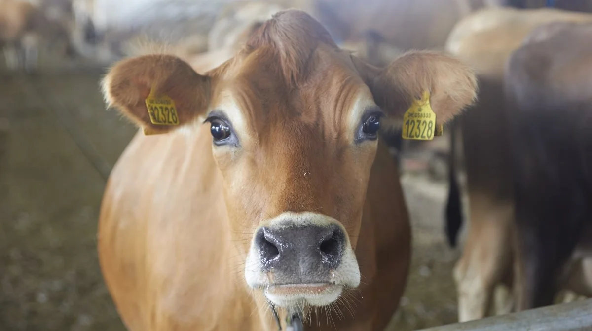 Dyrlægerne slog fast flere gange, at risikoen for IBR i Danmark er lavere end risikoen for BVD.