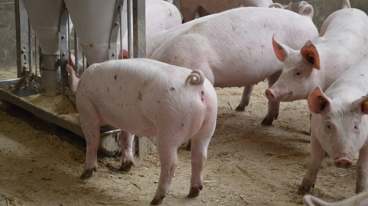 Topigs Norsvin grise hos Henrik Bovbjerg, der er ejer af Bovbjerg Økologi A/S og Bovbjerg Genetics A/S. Arkivfoto: Camilla Bønløkke