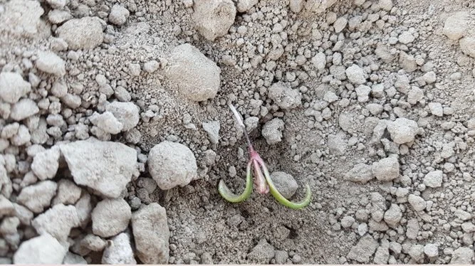 Ved angreb af trips ses tykke og krogede blade ligesom tripsene kan suge på kimstænglen og får de små planter til at vælte. Foto: Anne Lisbet Hansen, NBR