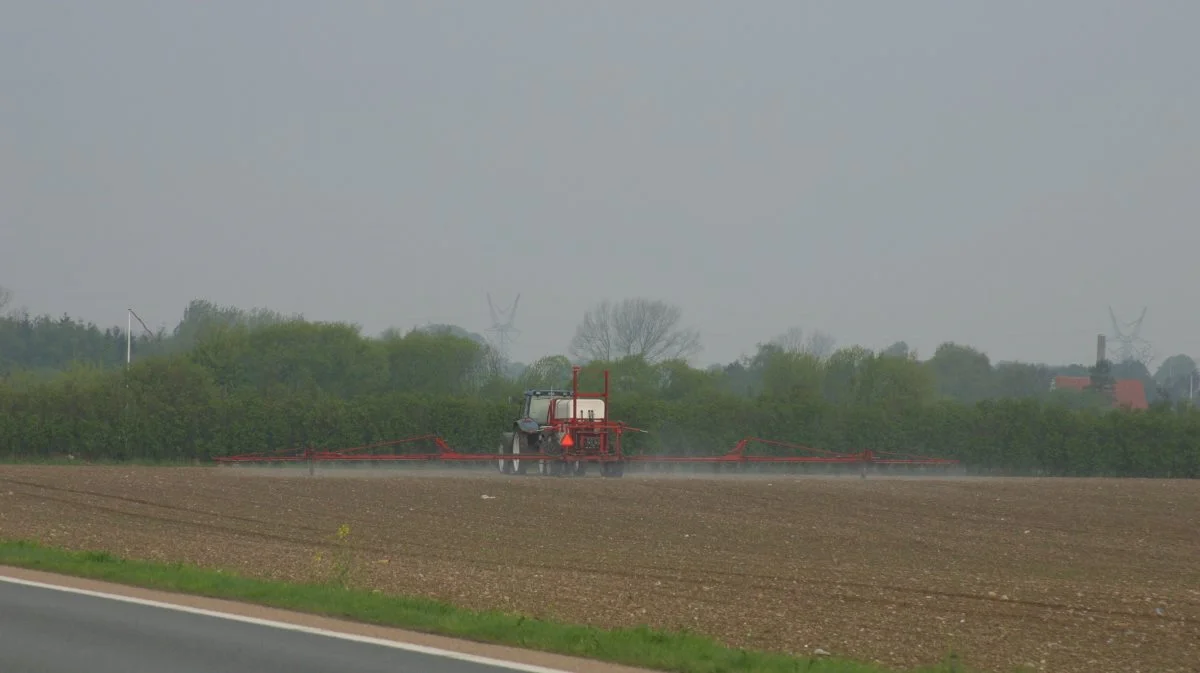 - Hvor der er gennemført den første bladsprøjtning i roemarkerne, ses god effekt selv på de lidt store og besværlige ukrudtsarter, oplyser Agricenter. Arkivfoto