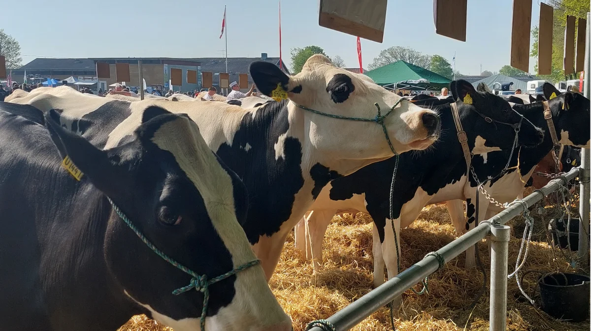 Holstein-køerne er stærkt repræsenteret med 61 tilmeldte i år. Arkivfoto: Line Brusgaard