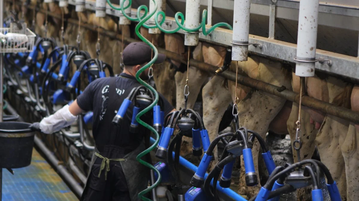 B-streptokokker er en bakterie, som giver infektion i mælkekirtlen (yverbetændelse, Mastitis), der oftest er mild og uden synlige kirtelforandringer. Infektionen forbliver oftest i yveret og er derfor årsag til dårlig mælkekvalitet og bakterier i mælken. Arkivfoto: Line Brusgaard