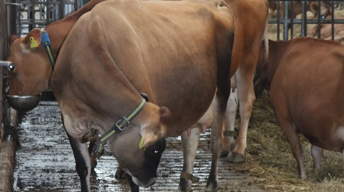 Salmonella Dublin smitter hovedsageligt via gødning fra smittede kreaturer. Den kan derfor spredes via gødning, gylle og alt, hvad der kommer i kontakt med gødning og gylle. Arkivfoto: Line Brusgaard