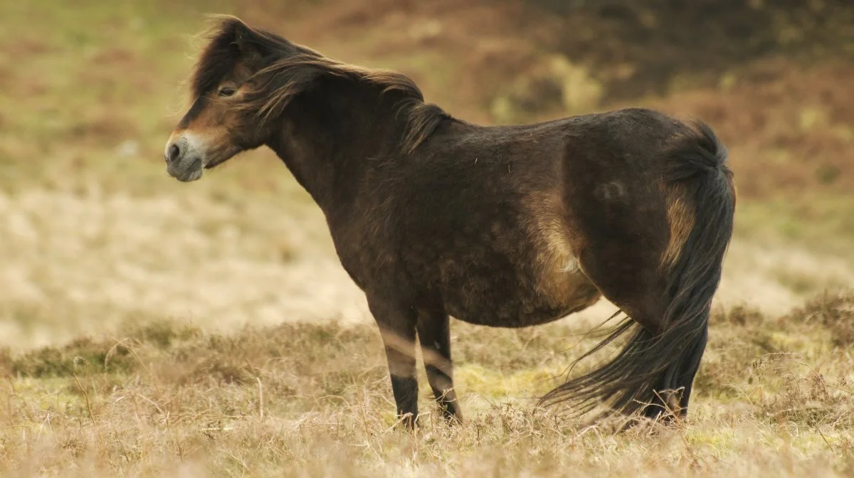Arkivbillede af en hest af racen Exmoor, der er en af de racer, der er med i forsøget. Foto: Colourbox