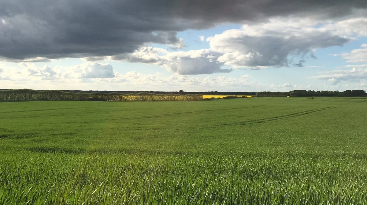 Foto: Djursland Landboforening