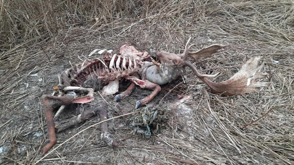 Vildtkadaver, der ifølge erfarne jægere, tydeligvis har haft plastik fra wrapballer i maven. Foto: Morten Rasmussen (privat)