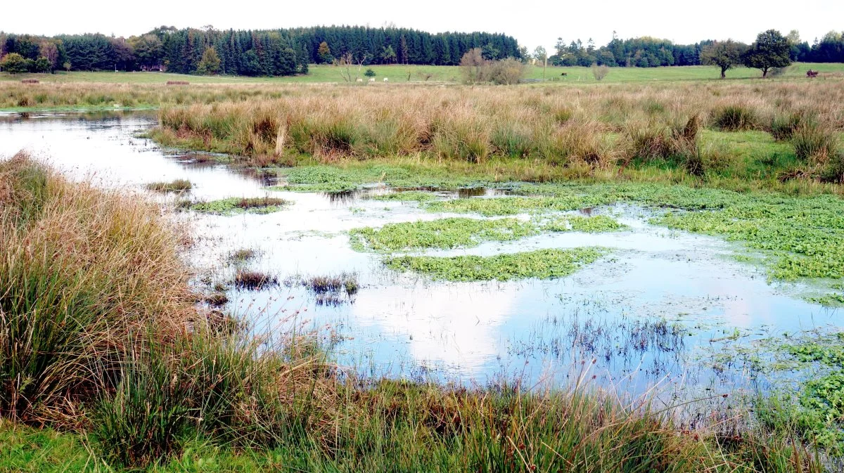 Der skulle ikke meget vanddybde til for at vikingerne for cirka 1.000 år siden kunne sejle langt ind i landet. Nu genskabes et sådant område ved Haarby på Fyn. Billedet er dog fra et vådområde et andet sted i landet. Arkivfoto
