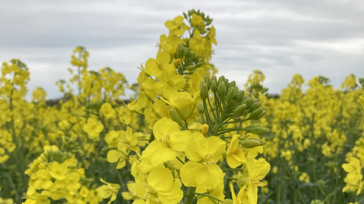 Når rapsen er på dette udviklingstrin, hvor hovedskuddet på hovedparten af planterne er halvt i blomstring og inden de første gule kronblade begynder at falde ned, bør den afgørende svampebehandling forebyggende mod storknoldet knoldbægersvamp og skulpesvamp iværksættes. 