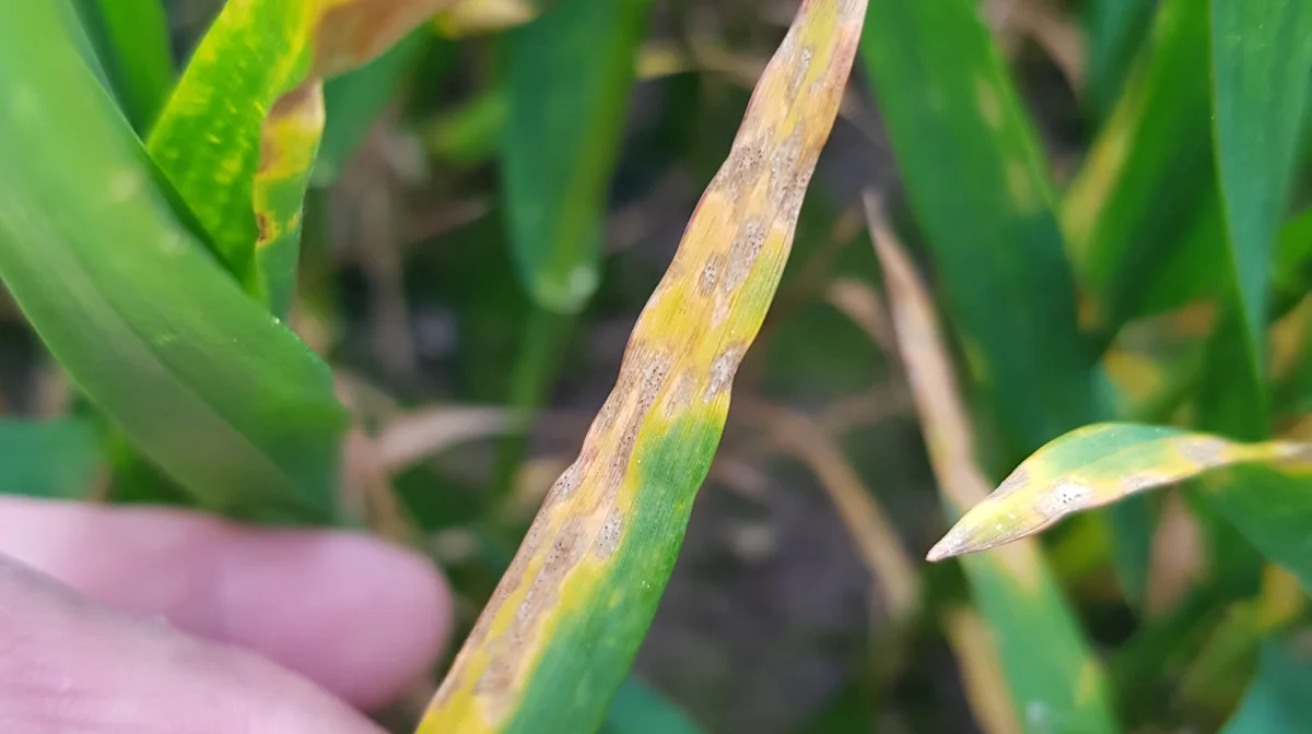 Her er det i hvedesorten Pondus, der er fundet kraftige angreb af septoria. Fotos: Jakob Skodborg Jensen